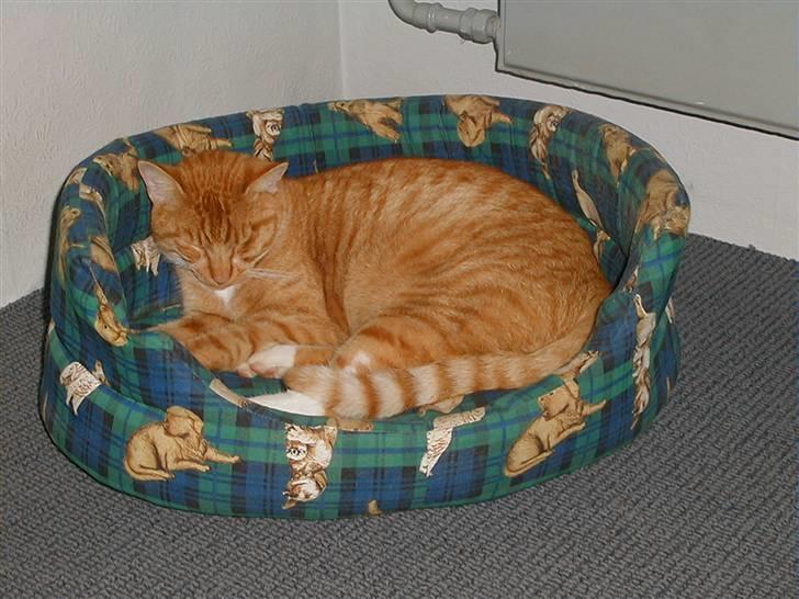 Blanding af racer Mikkel billede 4