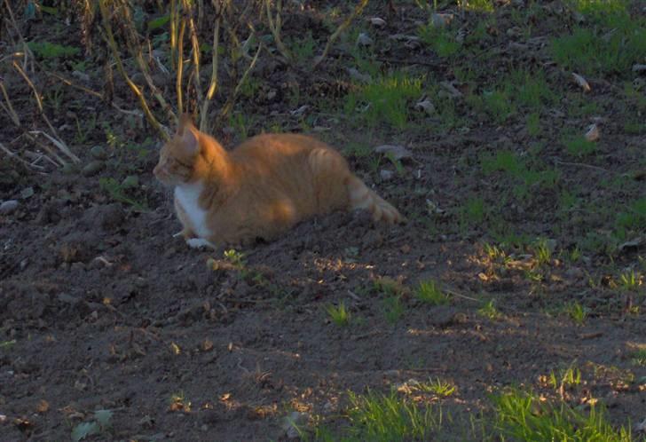 Blanding af racer Mikkel billede 5