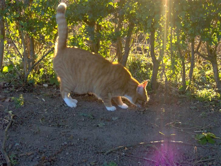 Blanding af racer Mikkel billede 6