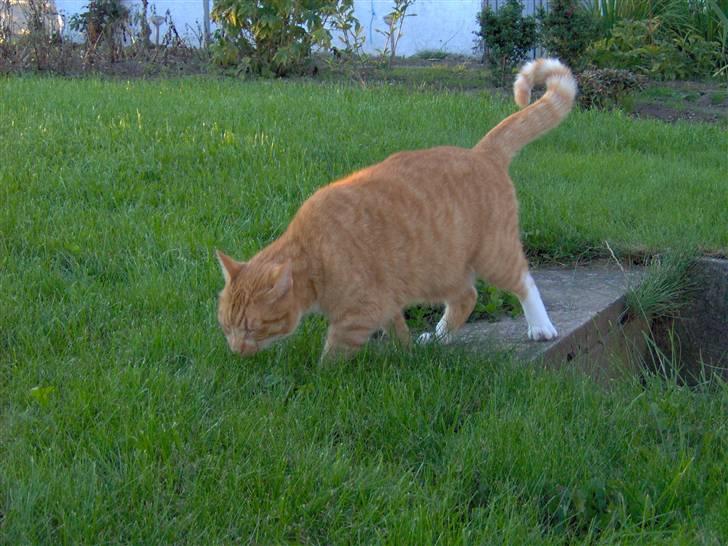 Blanding af racer Mikkel billede 7