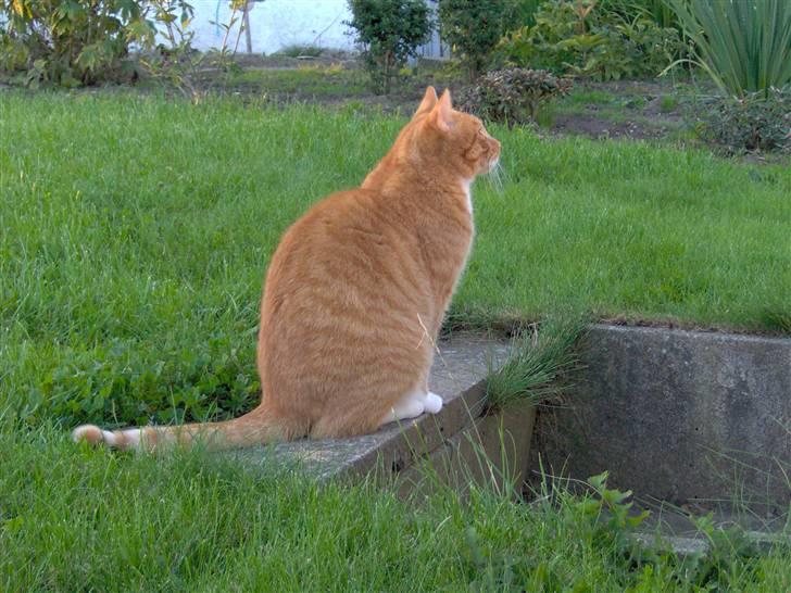 Blanding af racer Mikkel billede 8