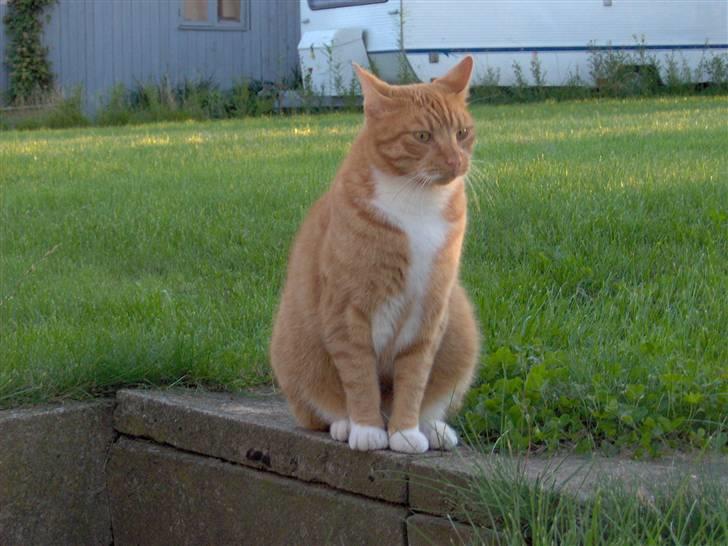 Blanding af racer Mikkel billede 9