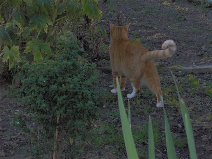 Blanding af racer Mikkel billede 10