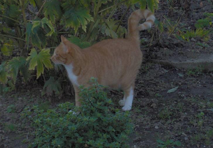 Blanding af racer Mikkel billede 11