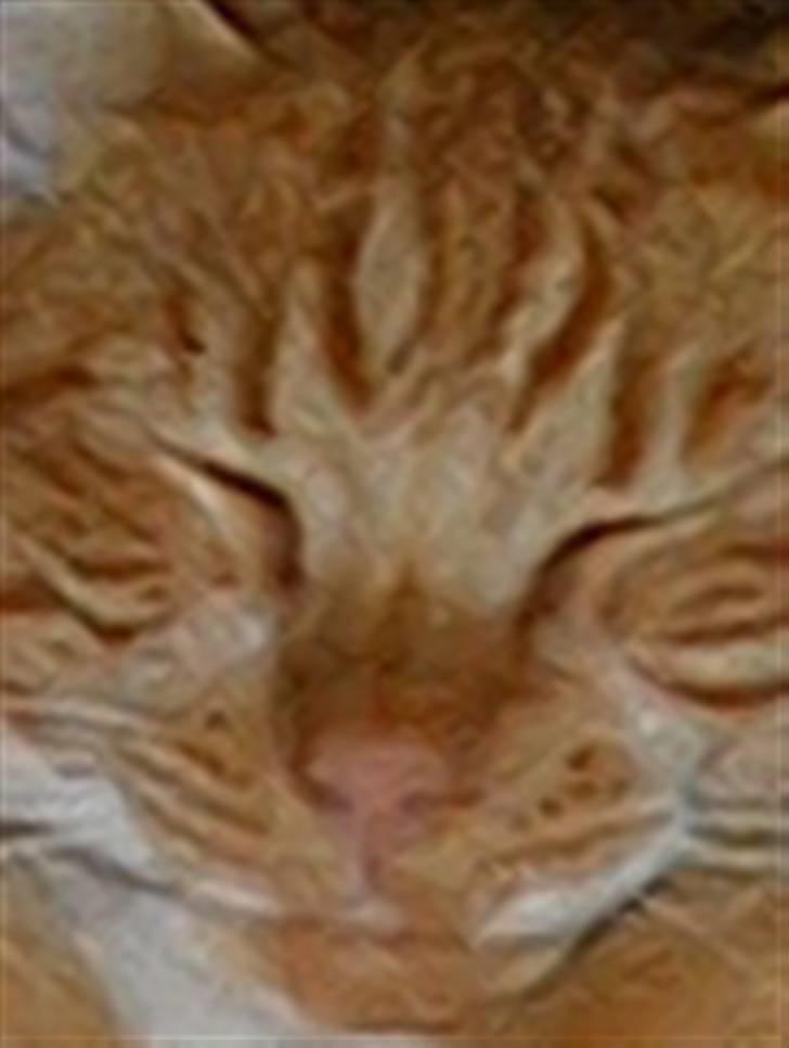 Blanding af racer Mikkel billede 12