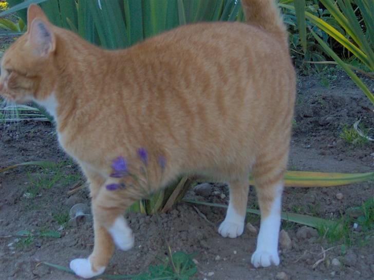 Blanding af racer Mikkel billede 13