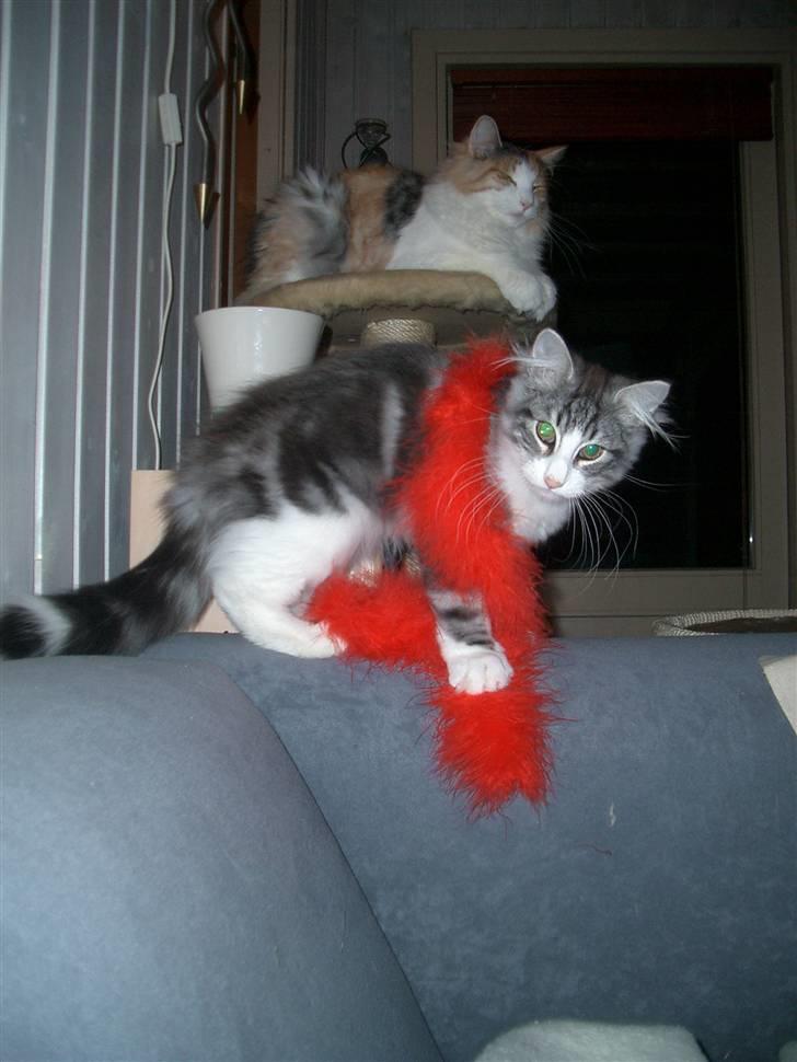 Norsk Skovkat Catci´s Amadeus - den nye stjerne med boa billede 5