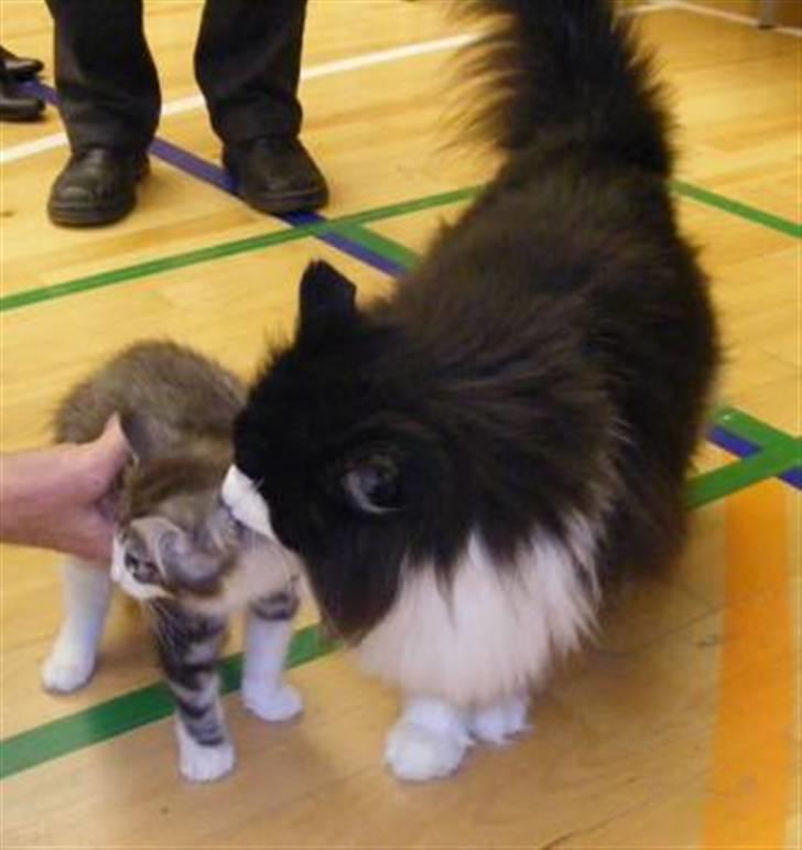 Norsk Skovkat Catci´s Amadeus - juleudstilling gladsaxe billede 6