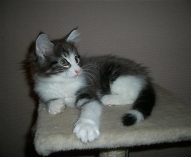 Norsk Skovkat Catci´s Amadeus - 9 uger billede 7