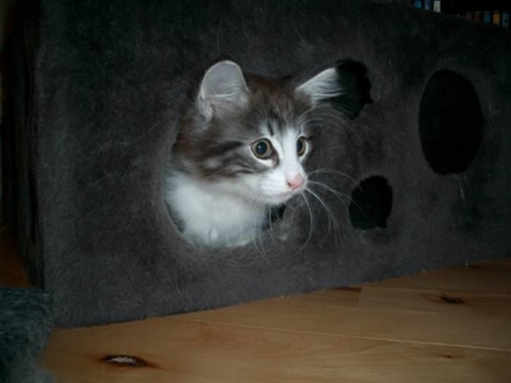 Norsk Skovkat Catci´s Amadeus - 10 uger og noget så fræk billede 8