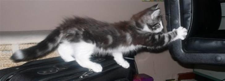 Norsk Skovkat Catci´s Amadeus - han er lidt for aktiv til jeg kan få nogle gode billeder :-) billede 9