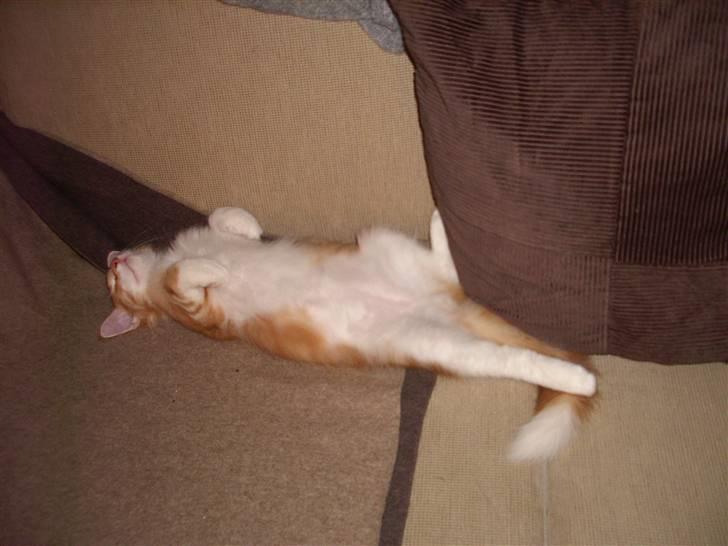 Norsk Skovkat Mars billede 10