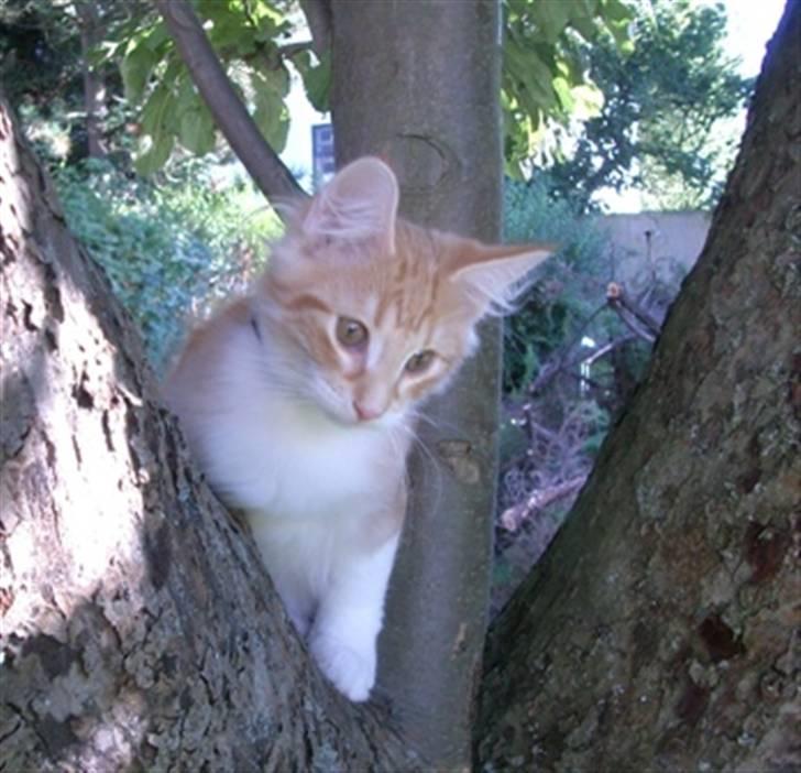 Norsk Skovkat Mars billede 11