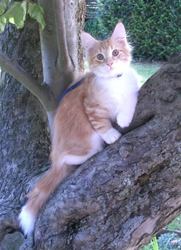 Norsk Skovkat Mars billede 12