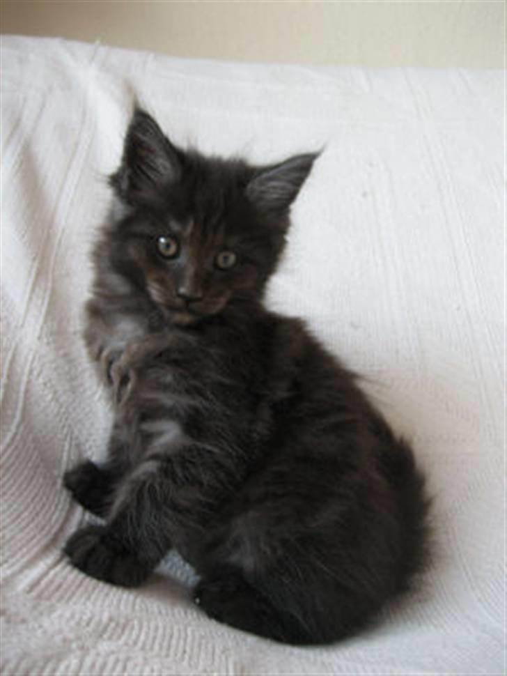 Maine Coon Holy Smoke billede 7