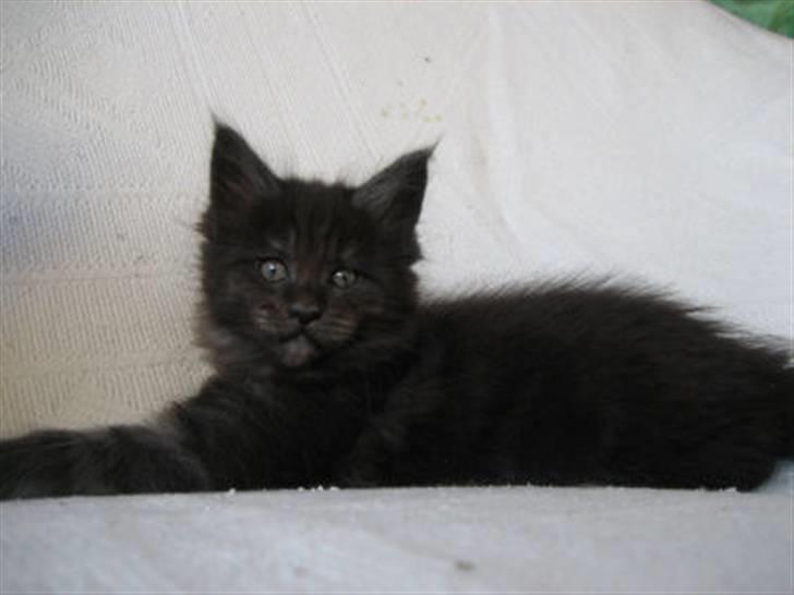 Maine Coon Holy Smoke - nu bliver jeg snart 6 uger billede 8