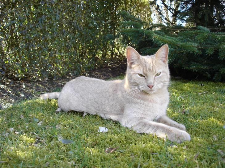 Blanding af racer Misse - Dronning Misse! ;D billede 13