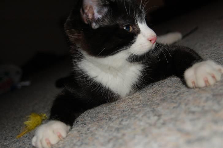 Huskat Mogens billede 16