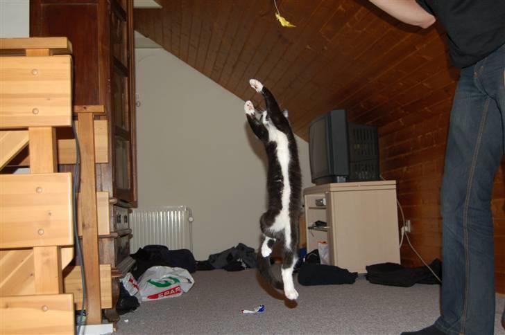 Huskat Mogens billede 17