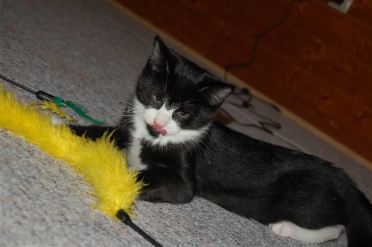 Huskat Mogens billede 18