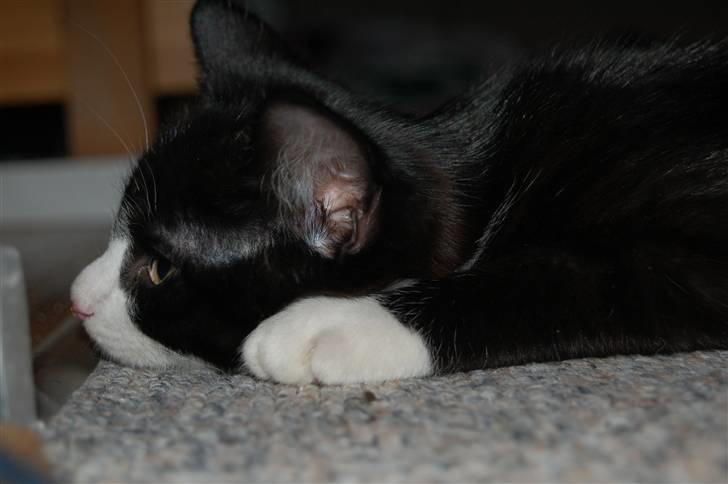 Huskat Mogens billede 19