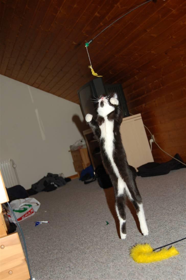 Huskat Mogens billede 20