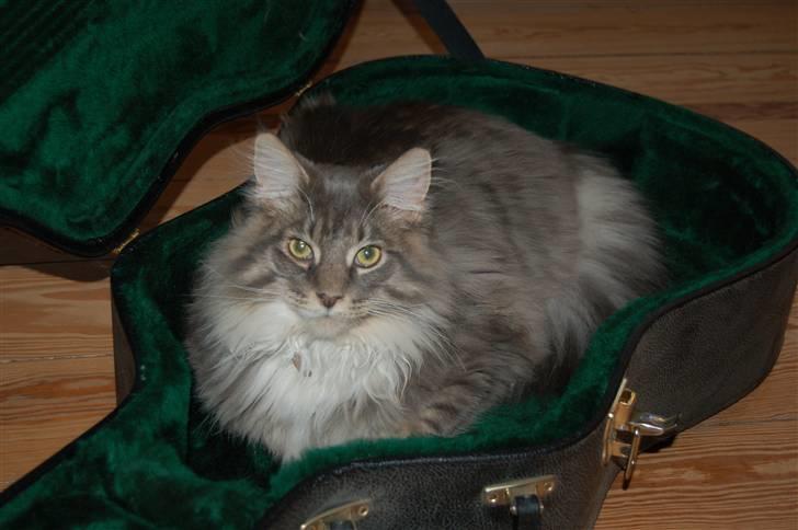 Maine Coon Charles Hamilton billede 1