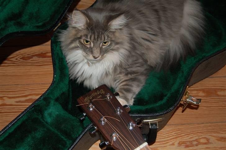 Maine Coon Charles Hamilton billede 2