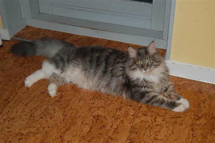 Maine Coon Charles Hamilton billede 3