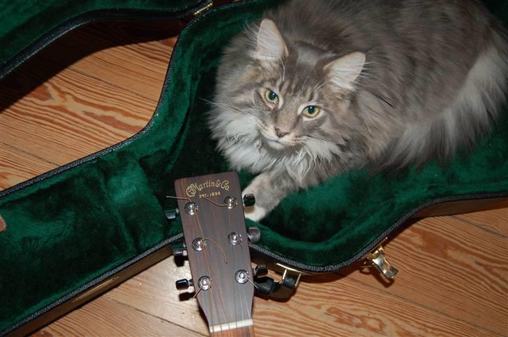 Maine Coon Charles Hamilton billede 4