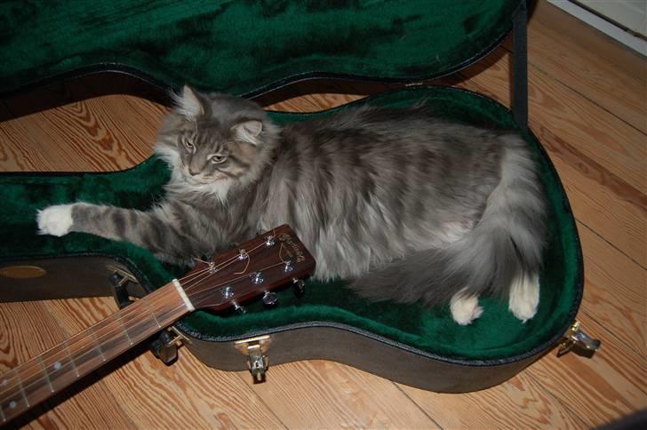 Maine Coon Charles Hamilton billede 5