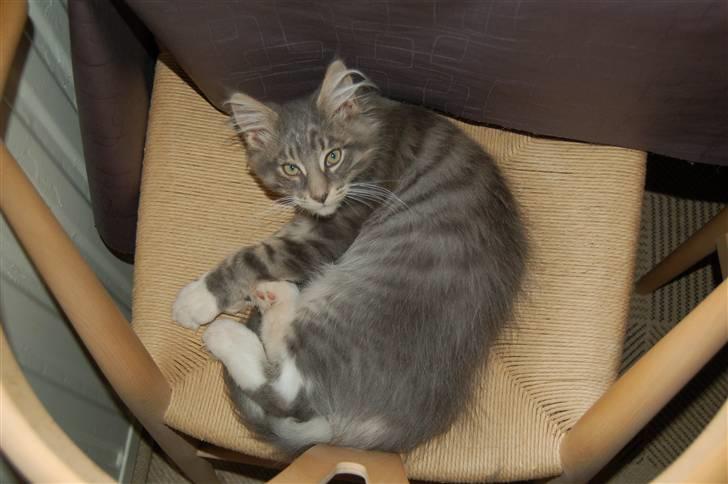 Maine Coon Charles Hamilton - "Her er jeg kun 15 uger :)" billede 6