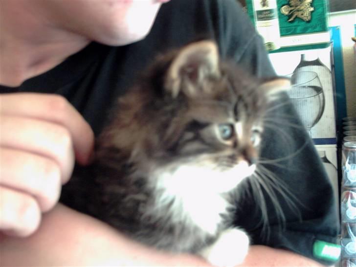 Maine Coon bonanza billede 1