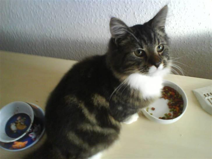 Maine Coon bonanza billede 2