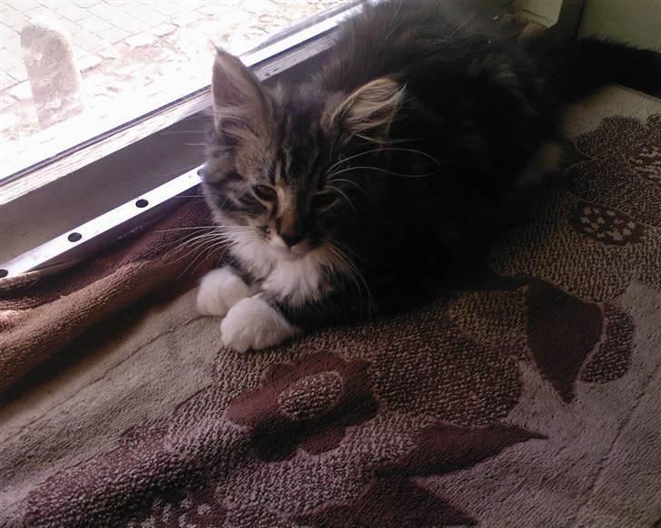 Maine Coon bonanza billede 3