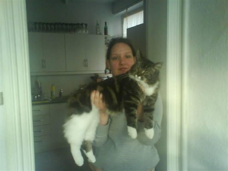 Maine Coon bonanza billede 4