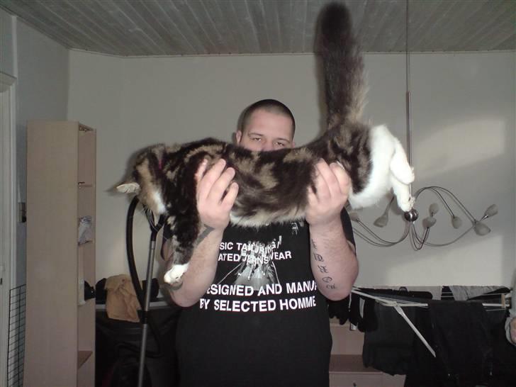 Maine Coon bonanza billede 5