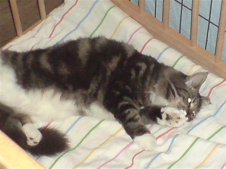 Maine Coon bonanza billede 6