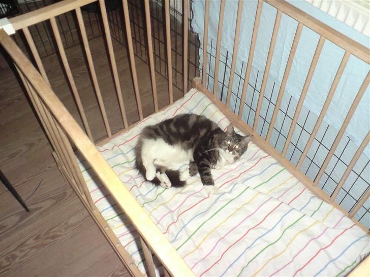 Maine Coon bonanza billede 7