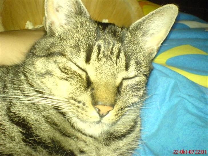 Huskat Oscar billede 13