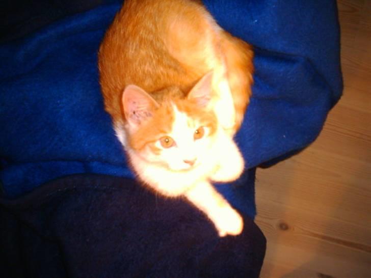 Huskat Balder billede 6