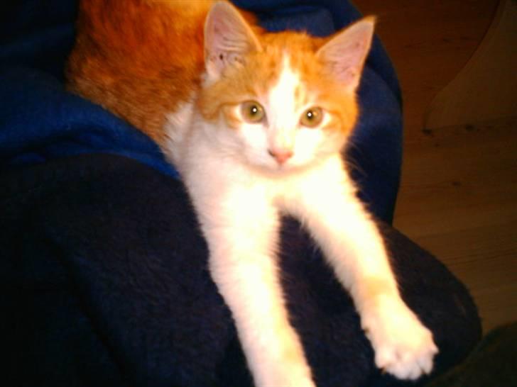 Huskat Balder - MMMmmmmm - det er godt at strække sig. billede 7