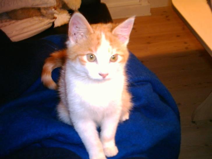 Huskat Balder - Er jeg ikke sød billede 8