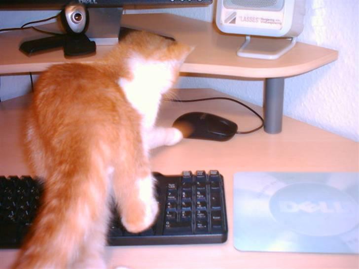 Huskat Balder - Bare fordi man er en moderne kat kan man stadig jage mus. billede 9