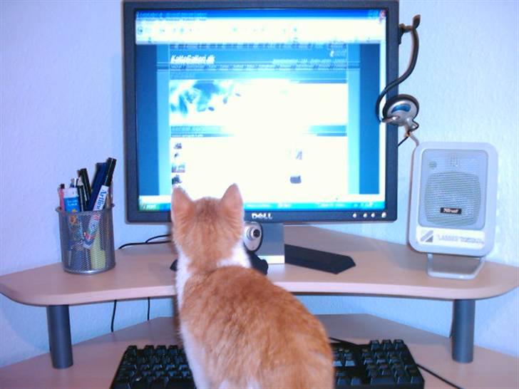 Huskat Balder - Balder kigger efter en date... billede 10