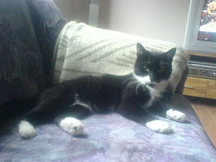 Huskat R.I.P Mille billede 1