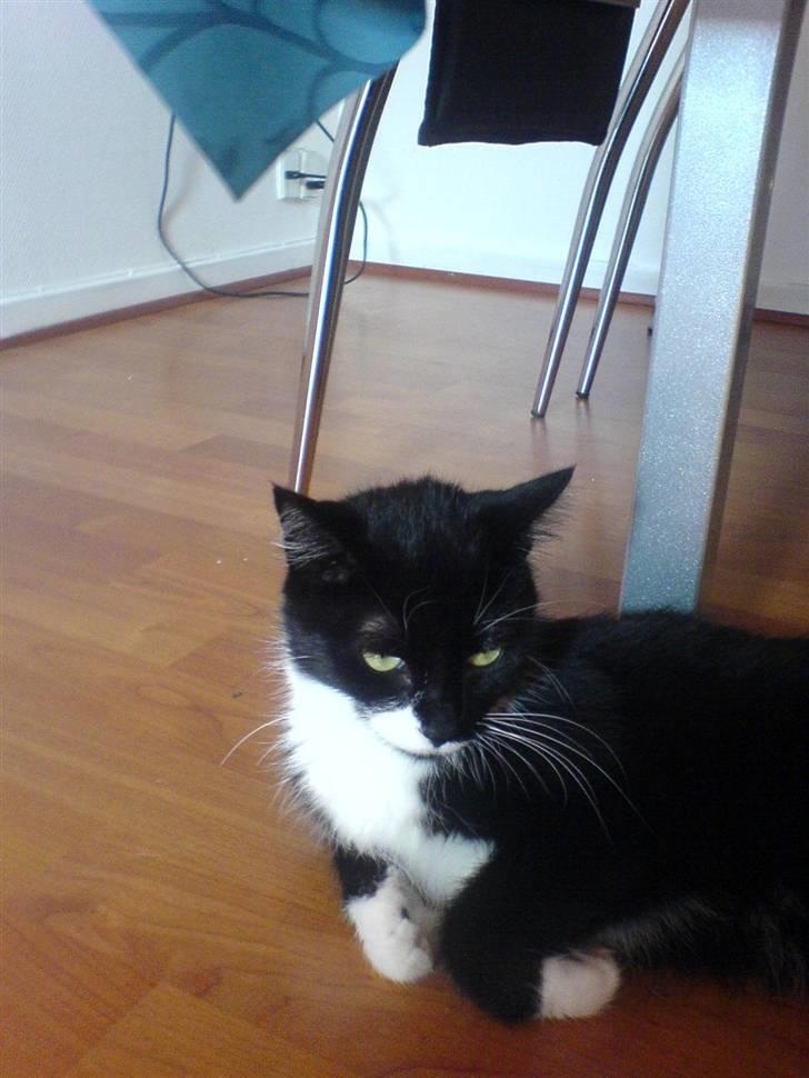 Huskat R.I.P Mille billede 2