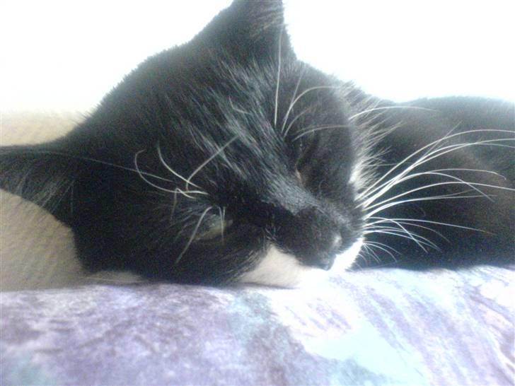 Huskat R.I.P Mille billede 3