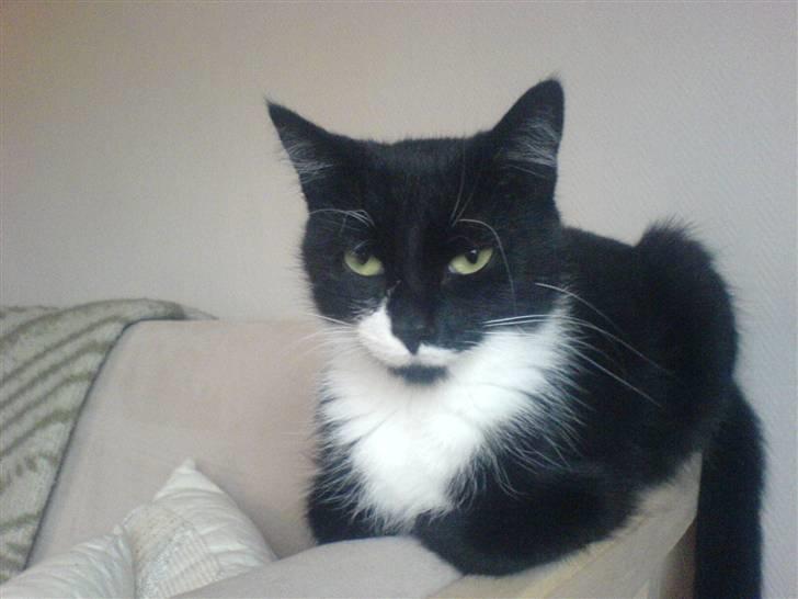 Huskat R.I.P Mille billede 4