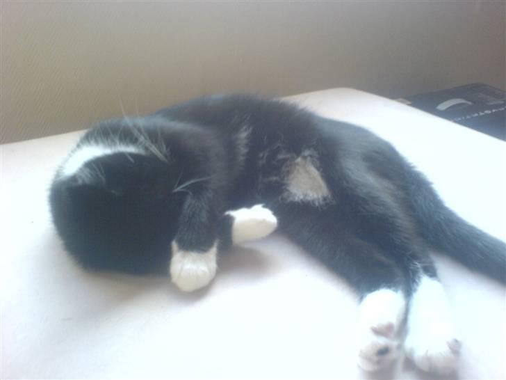 Huskat R.I.P Mille billede 5